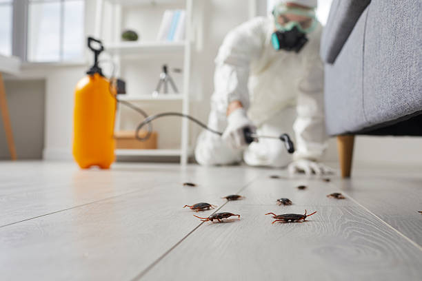 Post-Treatment Bed Bug Interceptor Monitoring in East Ithaca